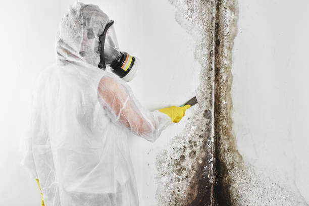 Best Post-Remediation Services in Tahoma, CA