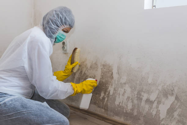 Best Crawl Space Mold Remediation in Tahoma, CA