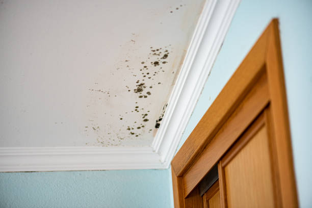Best Post-Flood Mold Remediation in Tahoma, CA