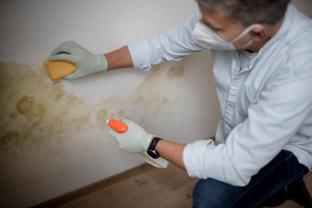 Best Commercial Mold Remediation in Tahoma, CA
