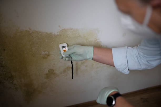 Professional Mold Remediation in Tahoma, CA
