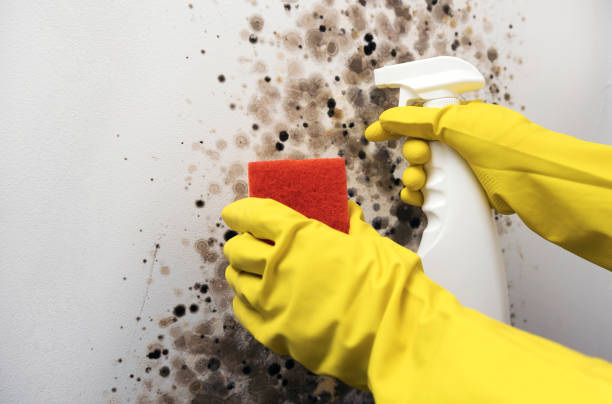 Best White Mold Remediation in Tahoma, CA