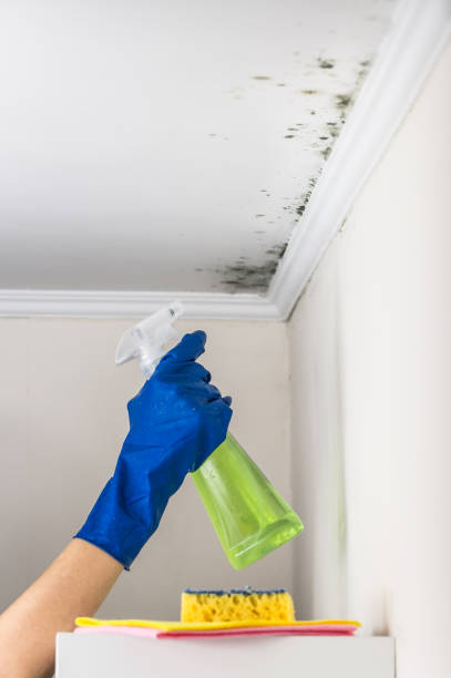 Best Industrial Mold Remediation in Tahoma, CA