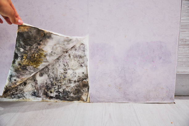 Best Mold Remediation for Specific Building Types in Tahoma, CA